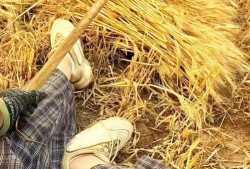 割麦子视频,汗水与收获的交响曲