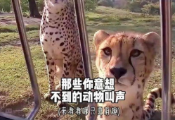 动物叫声大全视频,揭秘大自然中的声音密码